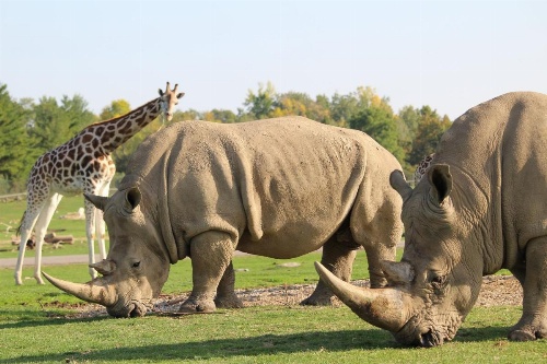 Staybridge Suites Hamilton - Downtown image 5